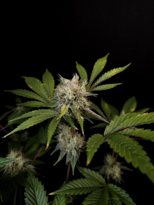 Test 50151 (2). Week 10