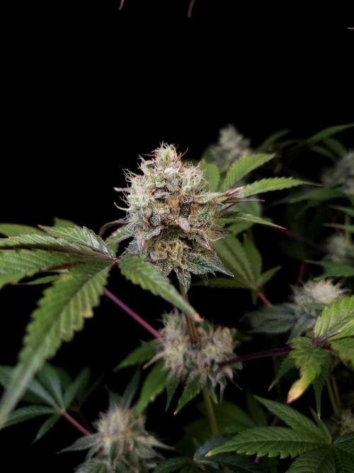 Test 50151 (2). Week 10