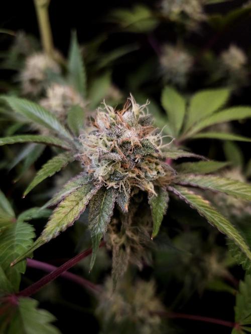 Test 50151 (2). Week 10