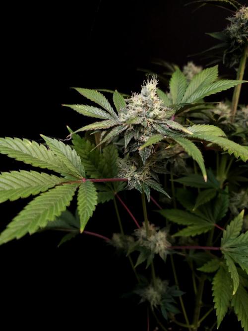 Test 50151 (2). Week 10