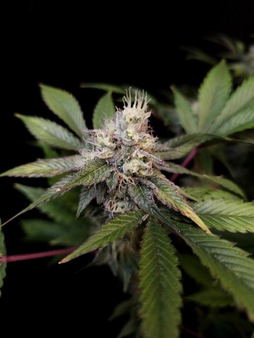 Test 50151 (2). Week 10