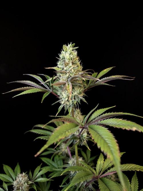 Test 50151 (2). Week 10