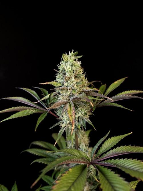 Test 50151 (2). Week 10