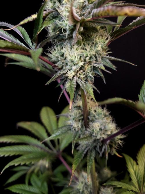 Test 50151 (2). Week 10