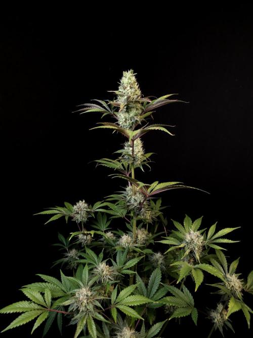 Test 50151 (2). Week 10