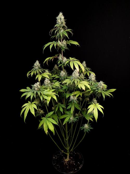 Test 101100  (1). Week 10