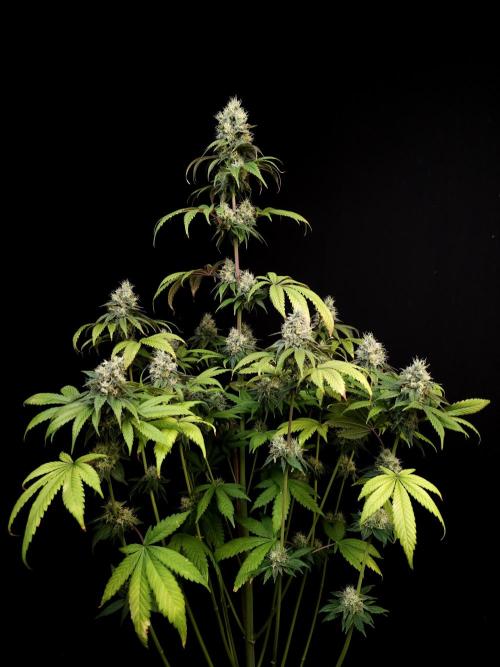 Test 101100  (1). Week 10