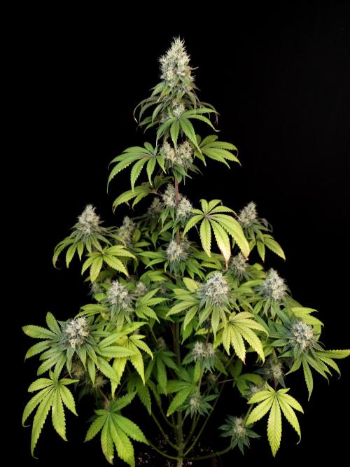 Test 101100  (1). Week 10