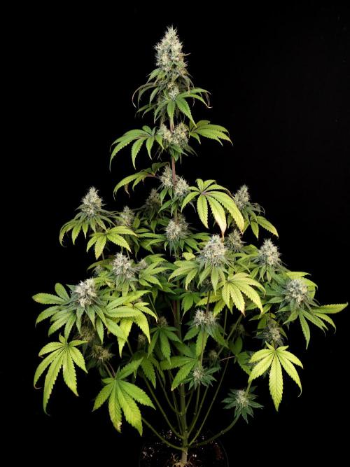 Test 101100  (1). Week 10