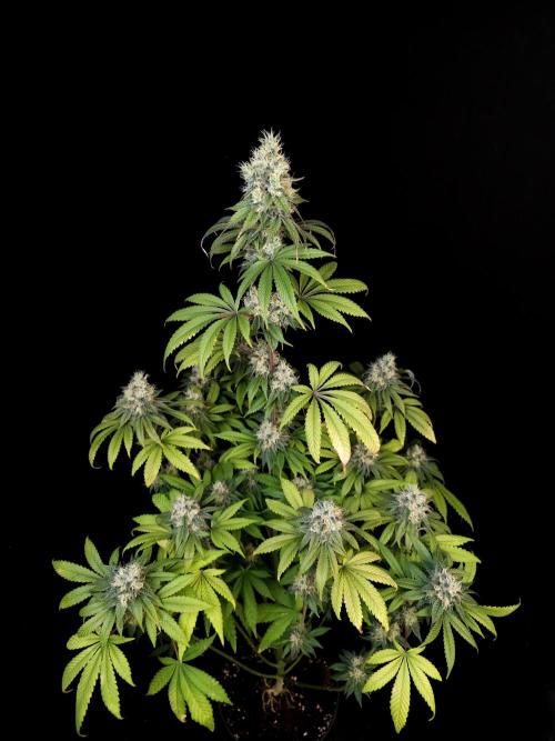 Test 101100  (1). Week 10