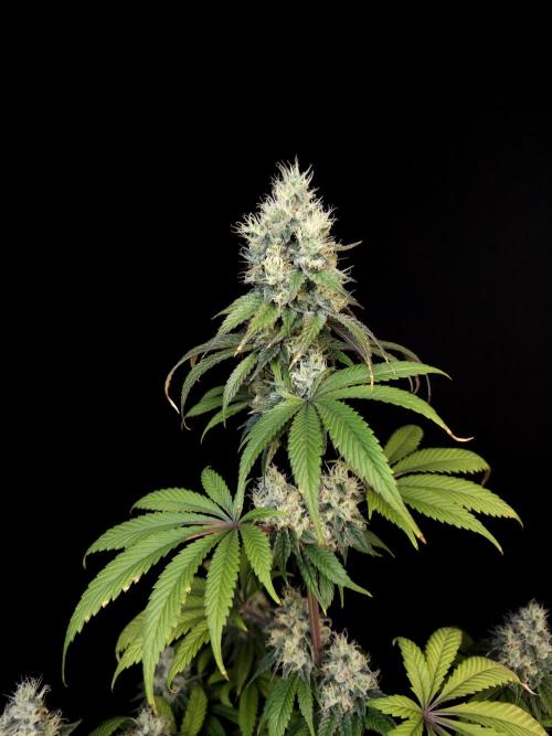 Test 101100  (1). Week 10