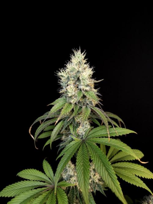 Test 101100  (1). Week 10