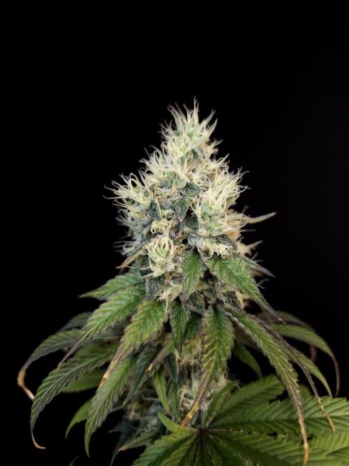 Test 101100  (1). Week 10