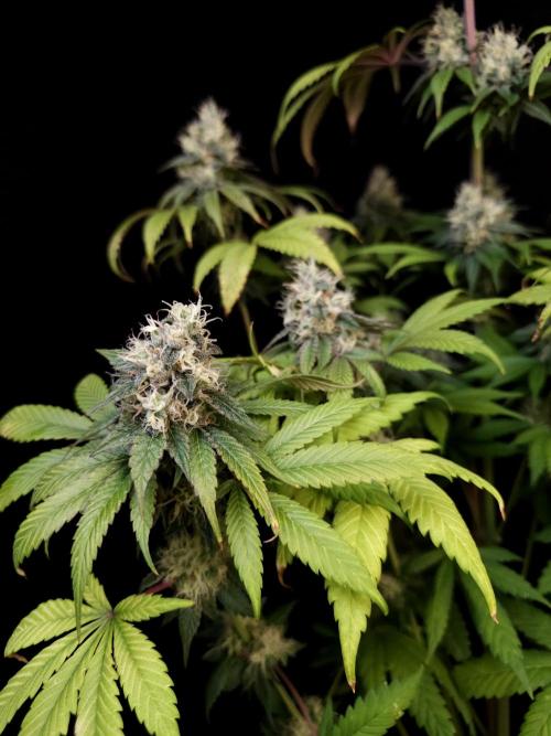 Test 101100  (1). Week 10