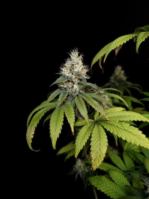 Test 101100  (1). Week 10