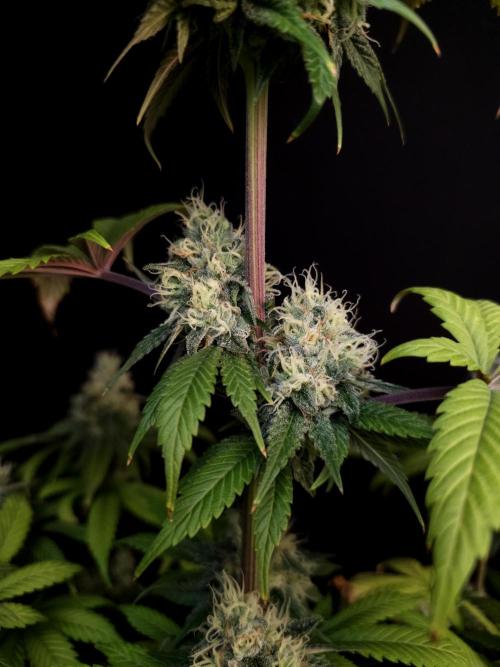 Test 101100  (1). Week 10