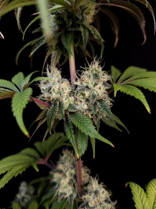 Test 101100  (1). Week 10