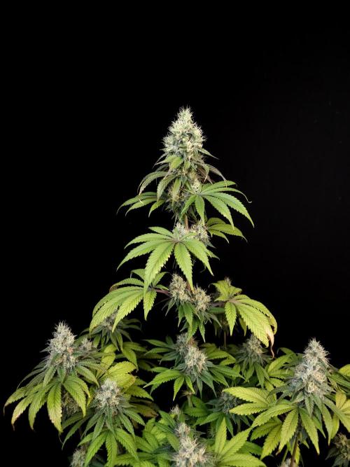 Test 101100  (1). Week 10