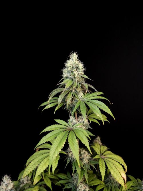 Test 101100  (1). Week 10