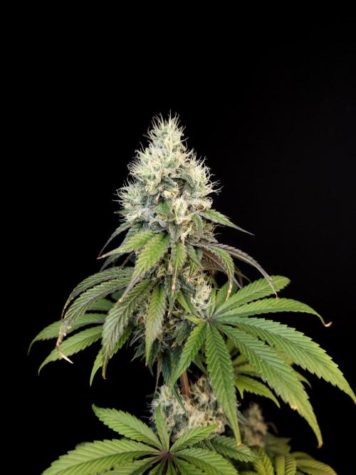 Test 101100  (1). Week 10