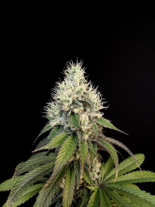 Test 101100  (1). Week 10