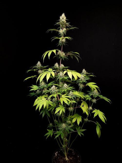 Test 101100  (2). Week 10