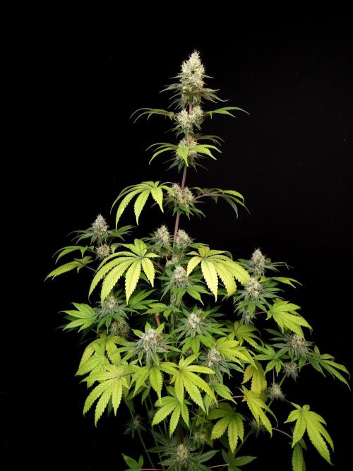 Test 101100  (2). Week 10