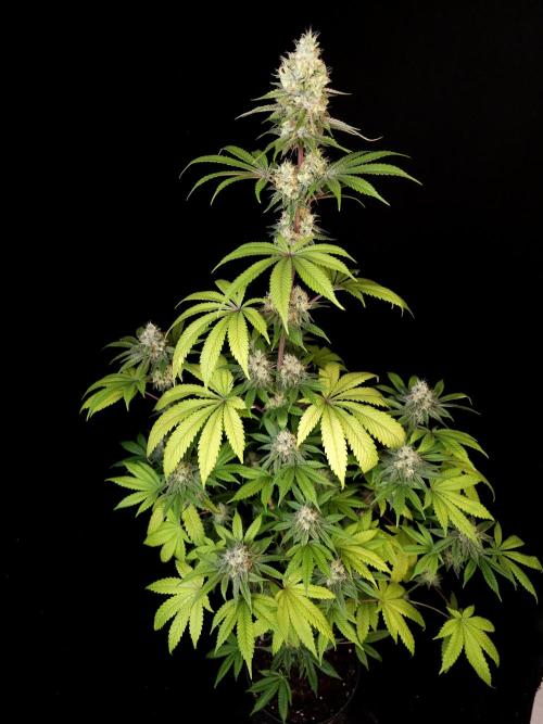 Test 101100  (2). Week 10