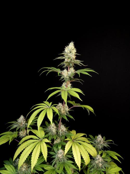 Test 101100  (2). Week 10