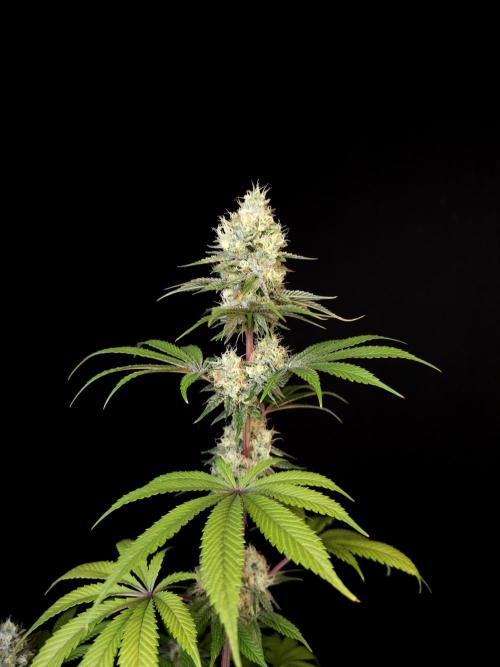 Test 101100  (2). Week 10