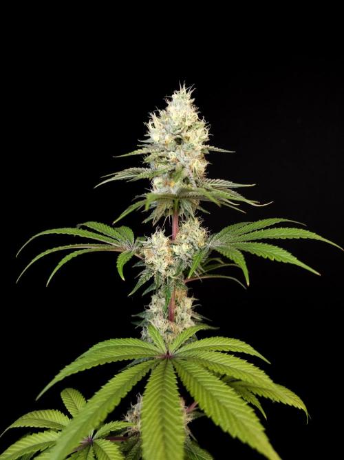 Test 101100  (2). Week 10