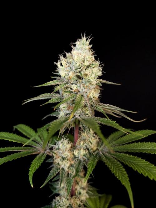 Test 101100  (2). Week 10