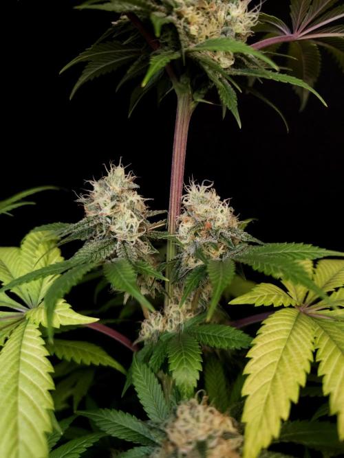 Test 101100  (2). Week 10