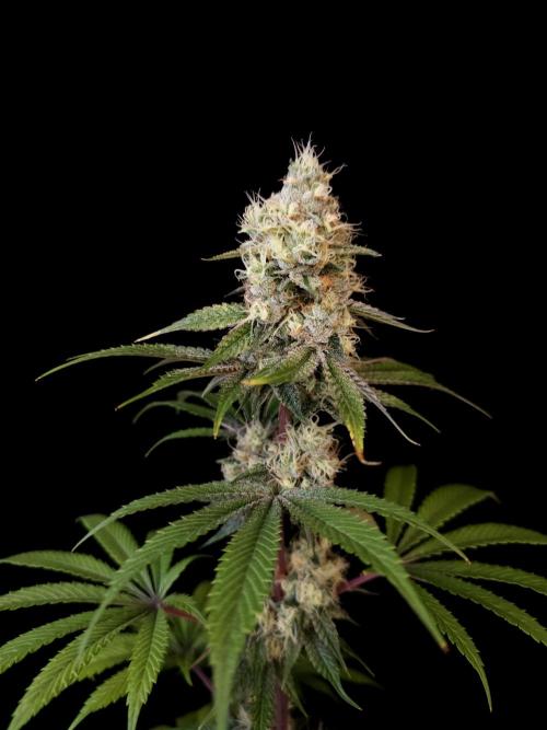 Test 101100  (2). Week 10