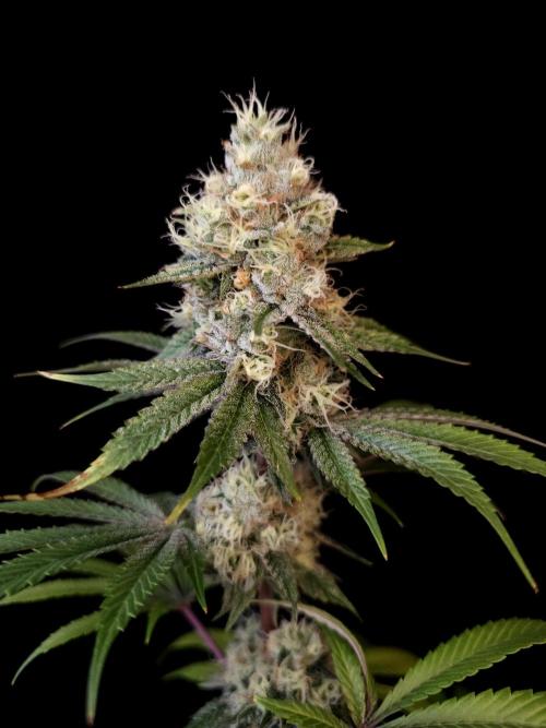 Test 101100  (2). Week 10