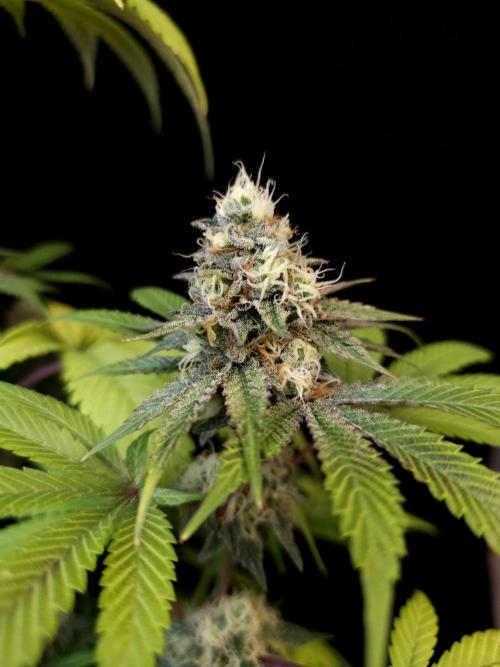 Test 101100  (2). Week 10