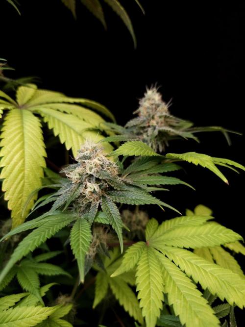 Test 101100  (2). Week 10