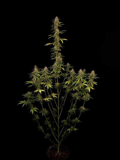 Auto Wappa 1. Week 11