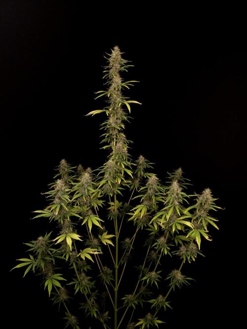 Auto Wappa 1. Week 11