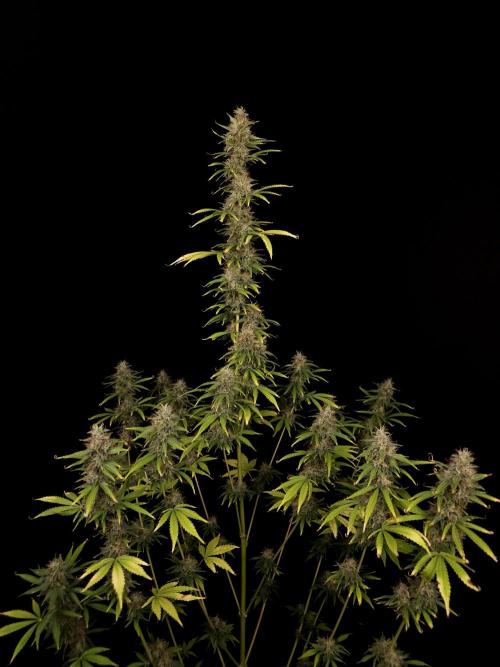 Auto Wappa 1. Week 11