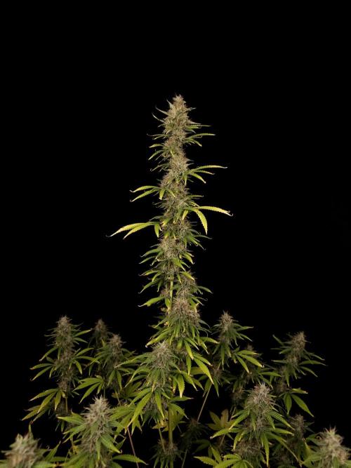 Auto Wappa 1. Week 11