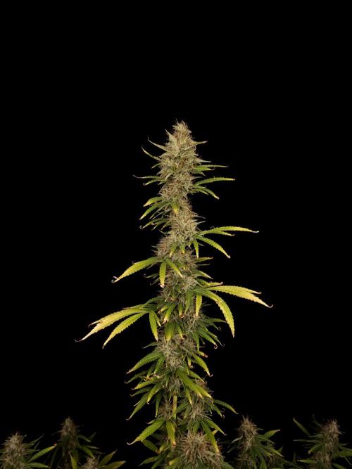 Auto Wappa 1. Week 11