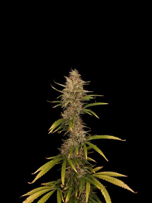 Auto Wappa 1. Week 11