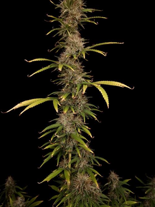 Auto Wappa 1. Week 11