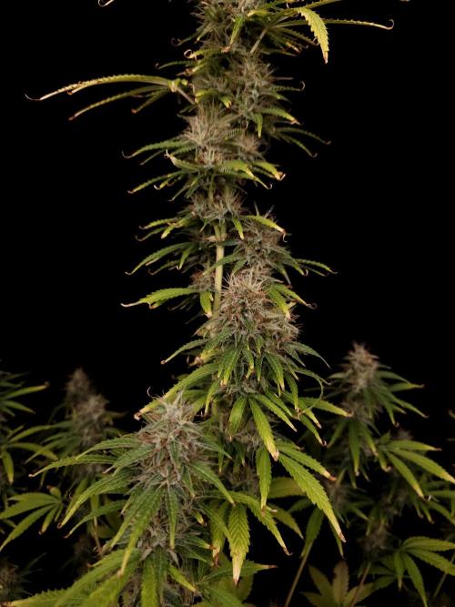 Auto Wappa 1. Week 11