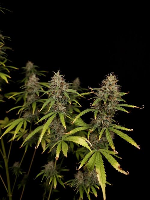 Auto Wappa 1. Week 11