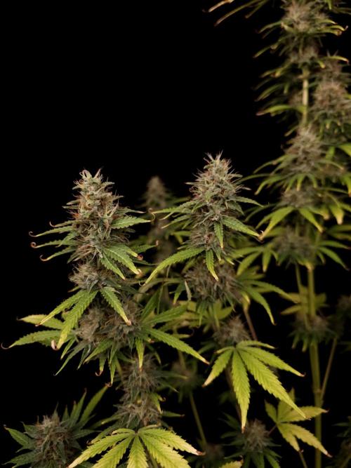 Auto Wappa 1. Week 11