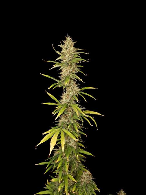 Auto Wappa 1. Week 11