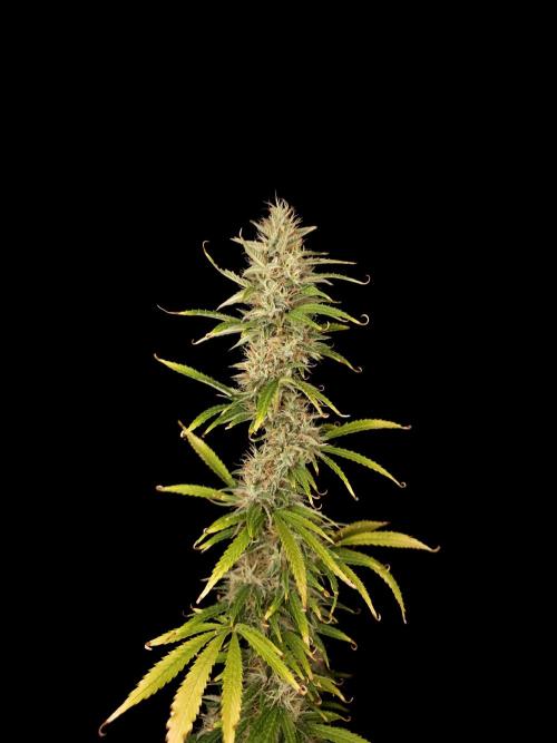 Auto Wappa 1. Week 11