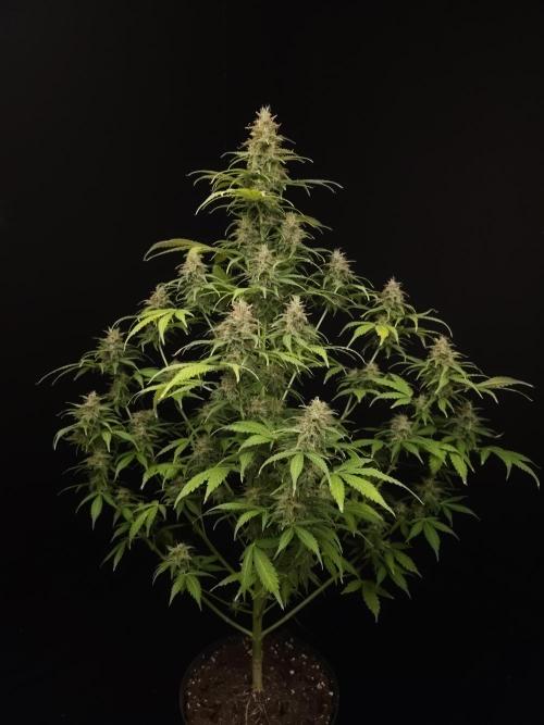 Auto Wappa 2. Week 11